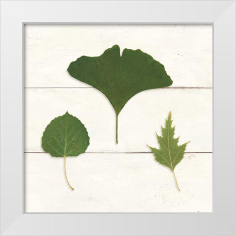 Leaf Chart IV Shiplap White Modern Wood Framed Art Print by Wild Apple Portfolio