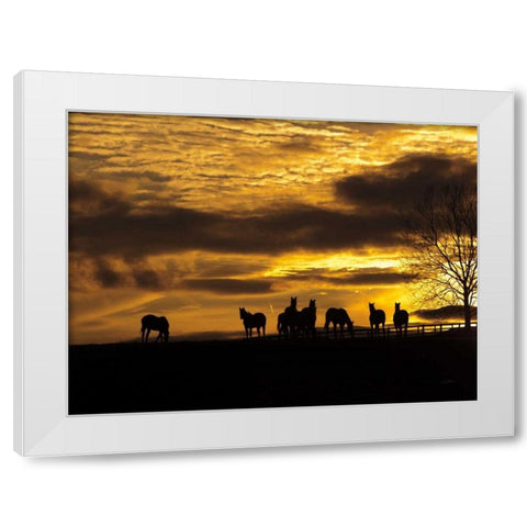 Horses at Sunset White Modern Wood Framed Art Print by Aledanda