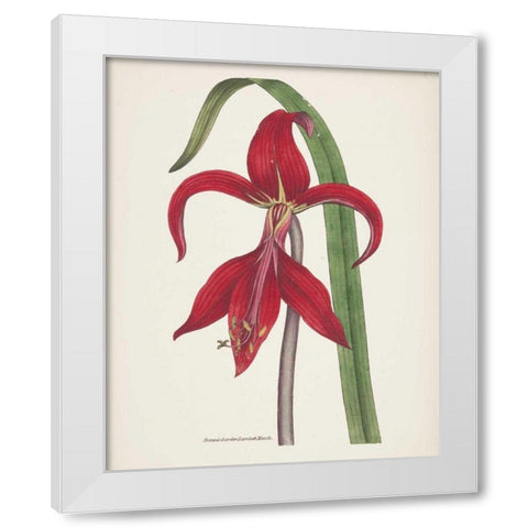 Antique Botanical XIV Cream White Modern Wood Framed Art Print by Wild Apple Portfolio