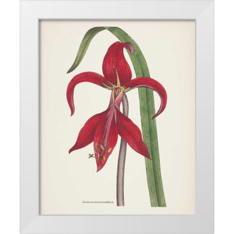 Antique Botanical XIV Cream White Modern Wood Framed Art Print by Wild Apple Portfolio