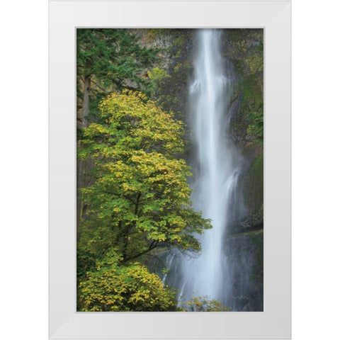 Multnomah Falls color White Modern Wood Framed Art Print by Majchrowicz, Alan