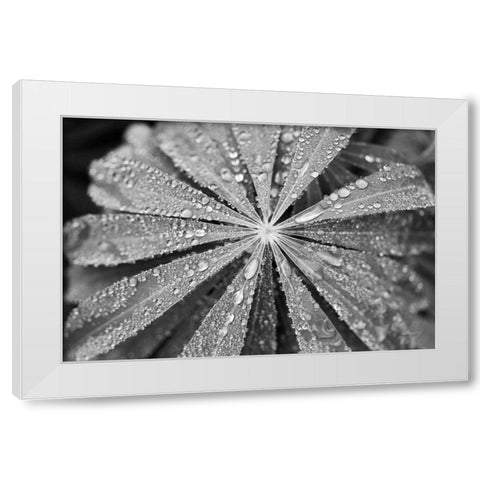Raindrops on Lupine White Modern Wood Framed Art Print by Marshall, Laura