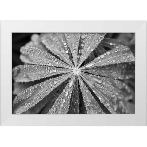 Raindrops on Lupine White Modern Wood Framed Art Print by Marshall, Laura