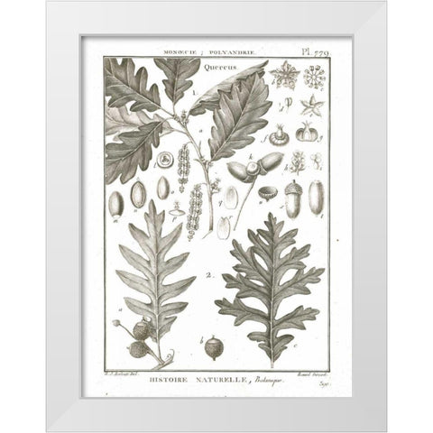 Histoire Naturelle Botanique I Light White Modern Wood Framed Art Print by Wild Apple Portfolio