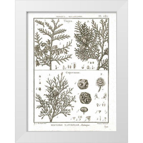 Histoire Naturelle Botanique II Light White Modern Wood Framed Art Print by Wild Apple Portfolio