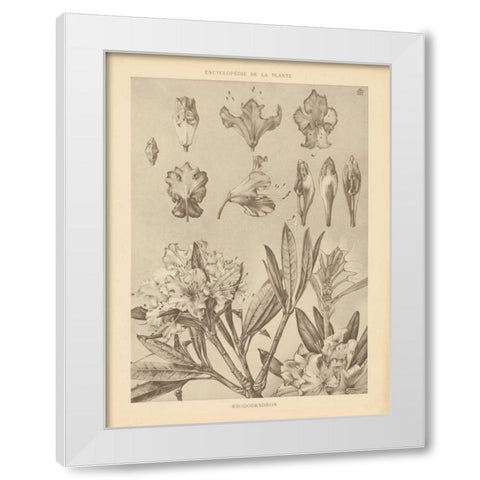 Lithograph Florals IV White Modern Wood Framed Art Print by Wild Apple Portfolio