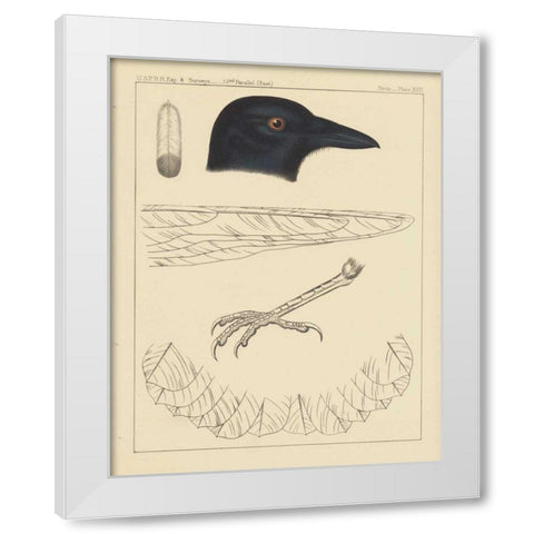 Bird Prints I White Modern Wood Framed Art Print by Wild Apple Portfolio