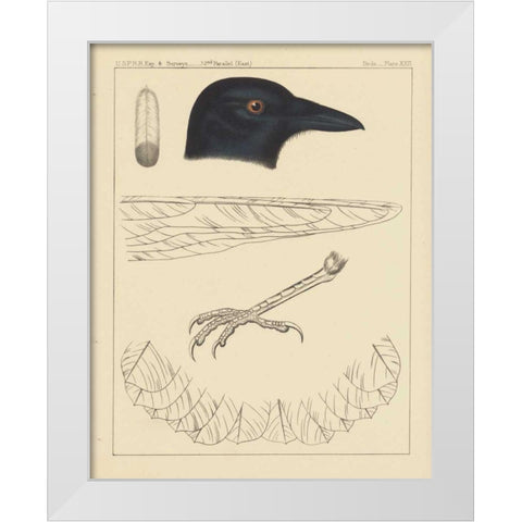 Bird Prints I White Modern Wood Framed Art Print by Wild Apple Portfolio