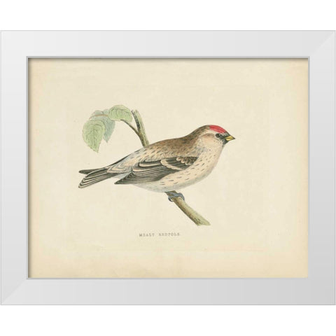 Mealy Redpole Print White Modern Wood Framed Art Print by Wild Apple Portfolio