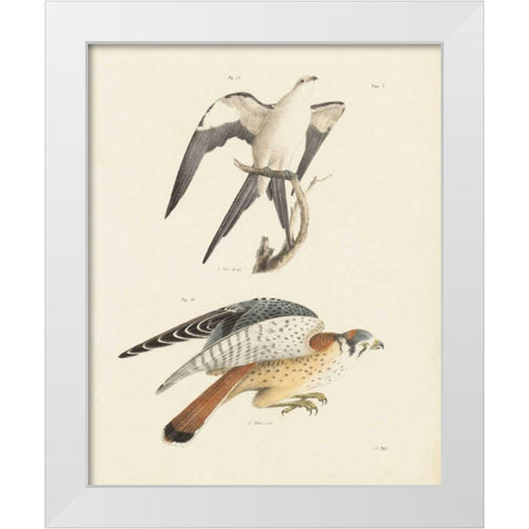Birds of Prey I White Modern Wood Framed Art Print by Wild Apple Portfolio