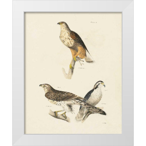 Birds of Prey II White Modern Wood Framed Art Print by Wild Apple Portfolio