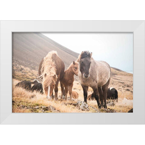 Horses of Hofn I White Modern Wood Framed Art Print by Marshall, Laura