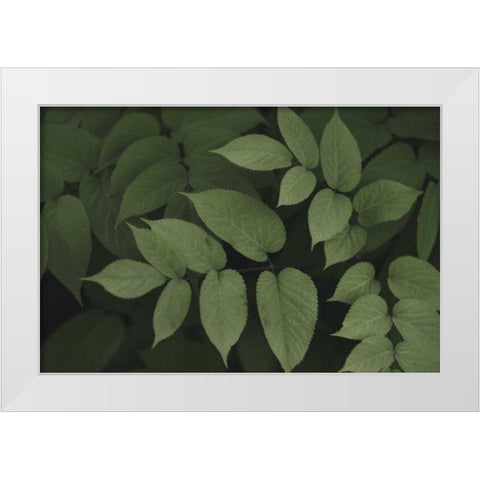 Leafy II White Modern Wood Framed Art Print by Urquhart, Elizabeth