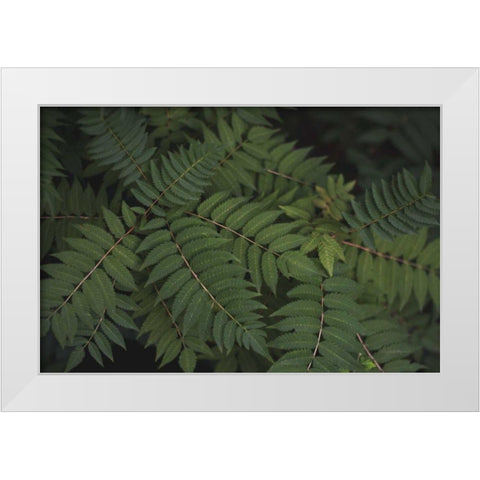 Leafy VI White Modern Wood Framed Art Print by Urquhart, Elizabeth