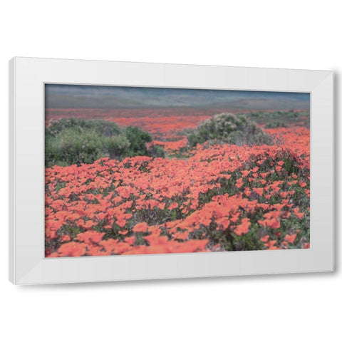 California Blooms II White Modern Wood Framed Art Print by Urquhart, Elizabeth