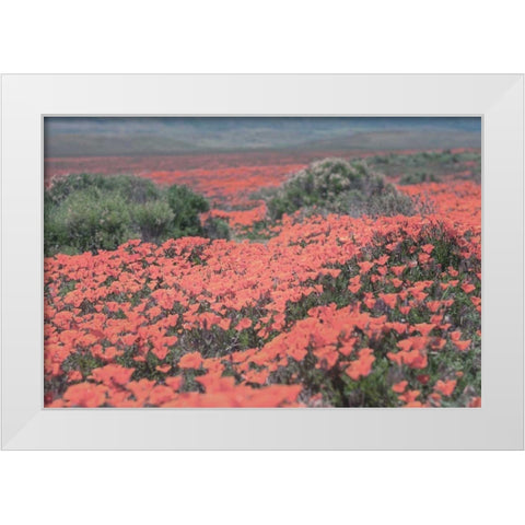 California Blooms II White Modern Wood Framed Art Print by Urquhart, Elizabeth