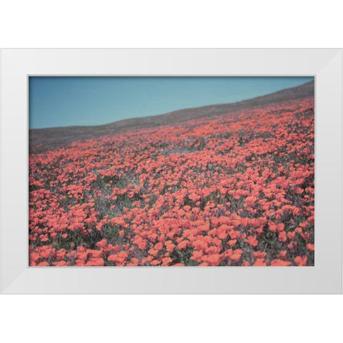 California Blooms III White Modern Wood Framed Art Print by Urquhart, Elizabeth