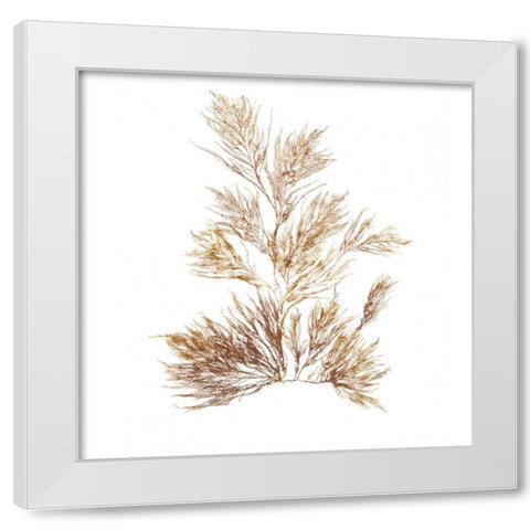 Pacific Sea Mosses X White Sq White Modern Wood Framed Art Print by Wild Apple Portfolio