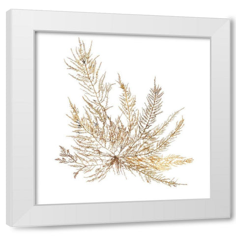 Pacific Sea Mosses XII White Sq White Modern Wood Framed Art Print by Wild Apple Portfolio