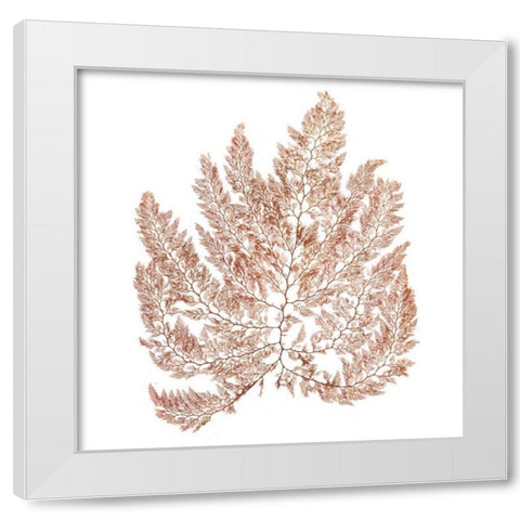Pacific Sea Mosses XIV White Sq White Modern Wood Framed Art Print by Wild Apple Portfolio