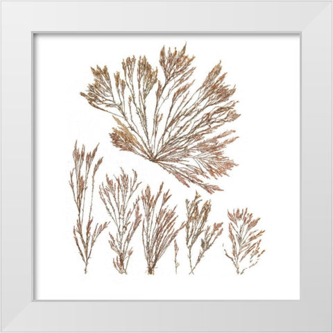 Pacific Sea Mosses XXI White Sq White Modern Wood Framed Art Print by Wild Apple Portfolio