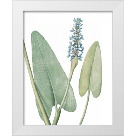 Summer Botanicals IV on White White Modern Wood Framed Art Print by Wild Apple Portfolio