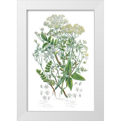 Flowering Plants I White Modern Wood Framed Art Print by Wild Apple Portfolio