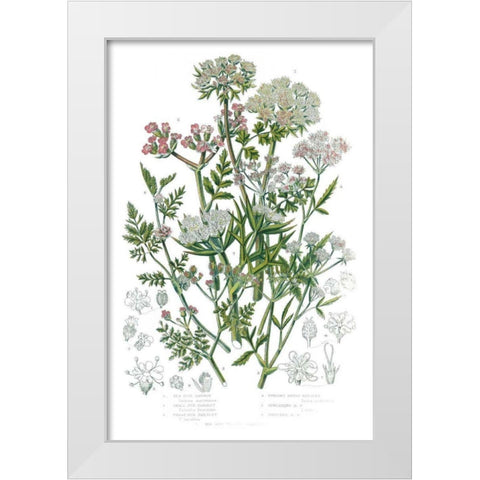 Flowering Plants IV White Modern Wood Framed Art Print by Wild Apple Portfolio