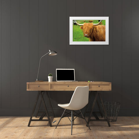 Scottish Highland Cattle I White Modern Wood Framed Art Print by Majchrowicz, Alan