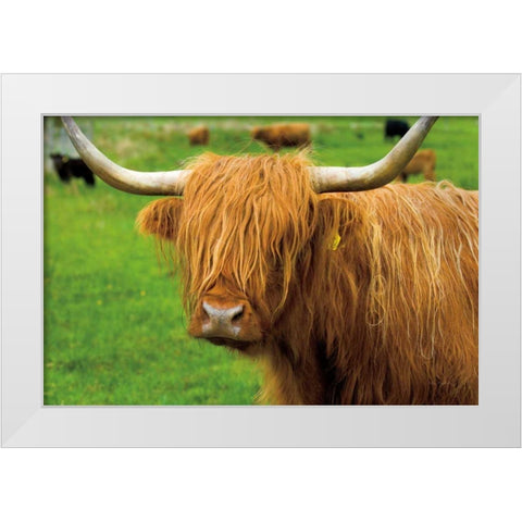 Scottish Highland Cattle I White Modern Wood Framed Art Print by Majchrowicz, Alan