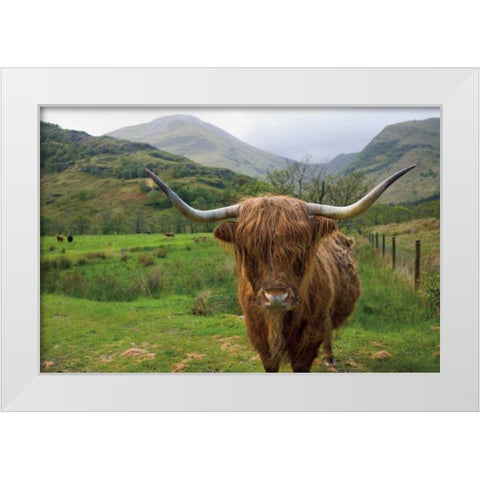 Scottish Highland Cattle III White Modern Wood Framed Art Print by Majchrowicz, Alan