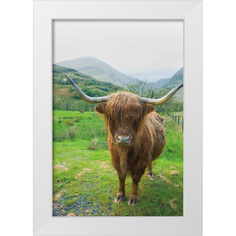 Scottish Highland Cattle VI White Modern Wood Framed Art Print by Majchrowicz, Alan