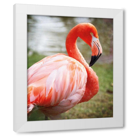 Flamingo I White Modern Wood Framed Art Print by Van Swearingen, Debra