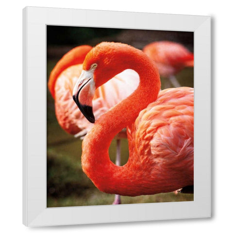 Flamingo III White Modern Wood Framed Art Print by Van Swearingen, Debra