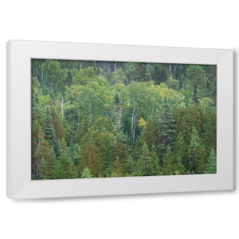 Superior National Forest III White Modern Wood Framed Art Print by Majchrowicz, Alan