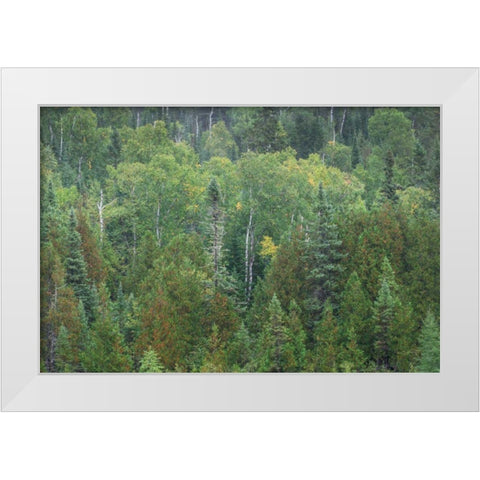 Superior National Forest III White Modern Wood Framed Art Print by Majchrowicz, Alan