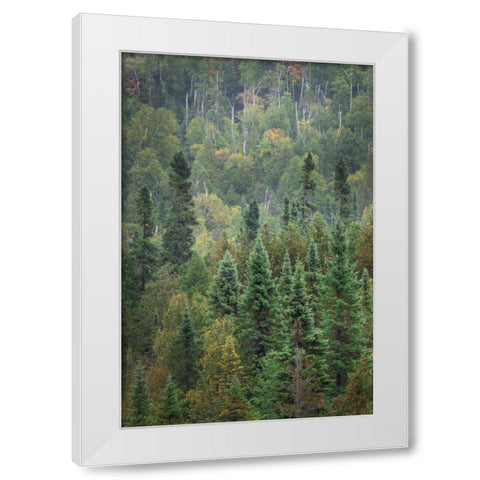 Superior National Forest IV White Modern Wood Framed Art Print by Majchrowicz, Alan