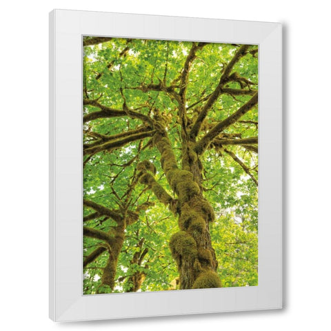Big Leaf Maple Trees IV White Modern Wood Framed Art Print by Majchrowicz, Alan