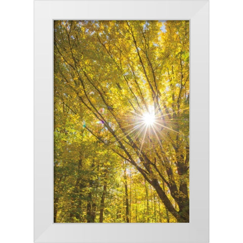 Autumn Foliage Sunburst I White Modern Wood Framed Art Print by Majchrowicz, Alan