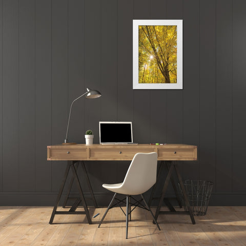 Autumn Foliage Sunburst II White Modern Wood Framed Art Print by Majchrowicz, Alan