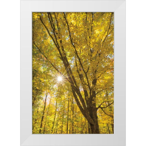 Autumn Foliage Sunburst II White Modern Wood Framed Art Print by Majchrowicz, Alan
