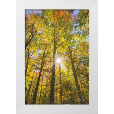 Autumn Foliage Sunburst III White Modern Wood Framed Art Print by Majchrowicz, Alan