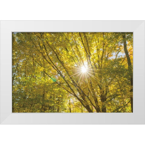 Autumn Foliage Sunburst V White Modern Wood Framed Art Print by Majchrowicz, Alan
