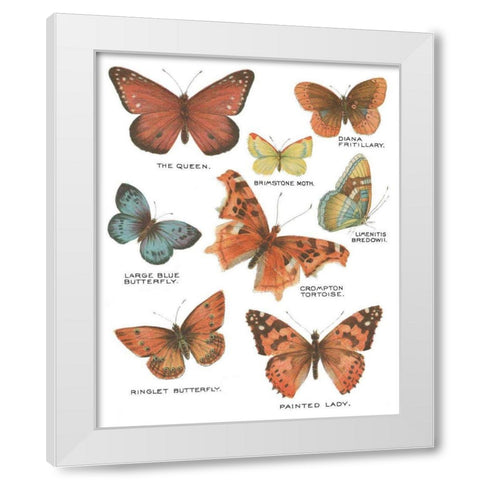 Botanical Butterflies Postcard IV White White Modern Wood Framed Art Print by Wild Apple Portfolio
