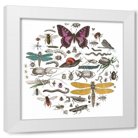 Insect Circle II Bright v2 White Modern Wood Framed Art Print by Wild Apple Portfolio