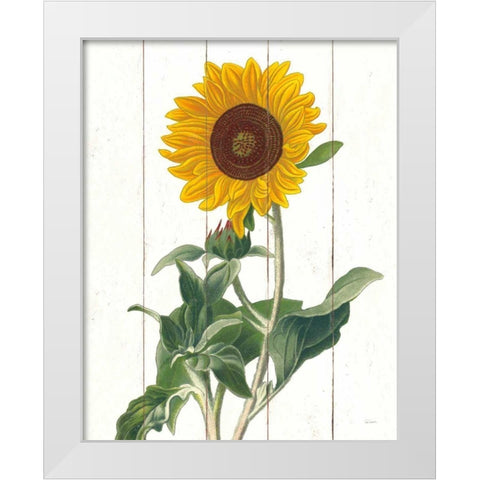 Cottage Sunflower White Modern Wood Framed Art Print by Schlabach, Sue