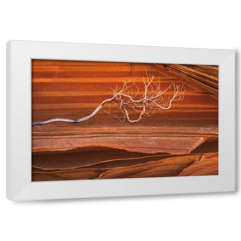 Coyote Buttes III White Modern Wood Framed Art Print by Majchrowicz, Alan