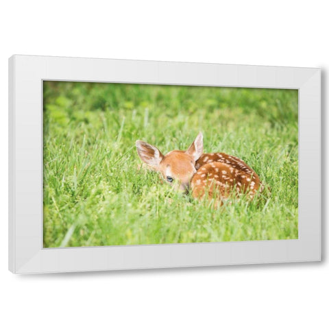A Fawn White Modern Wood Framed Art Print by Aledanda