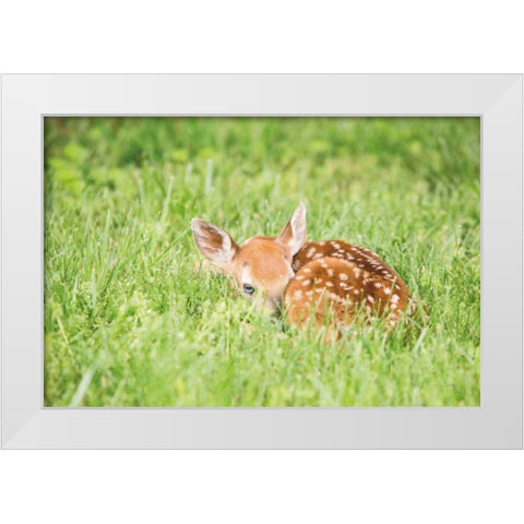 A Fawn White Modern Wood Framed Art Print by Aledanda