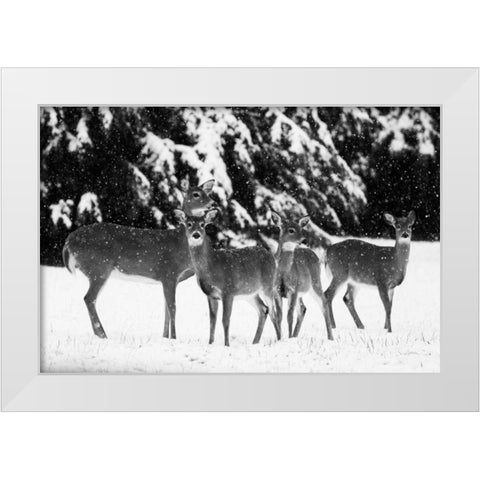 The Herd White Modern Wood Framed Art Print by Aledanda